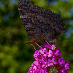 ein Schmetterling auf einer Blume