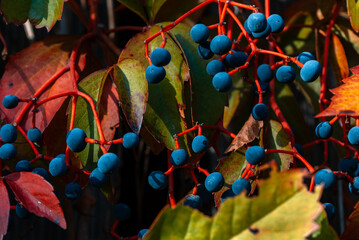 Parthenocissus is a genus of vines belonging to the family of vines. Vitaceae.