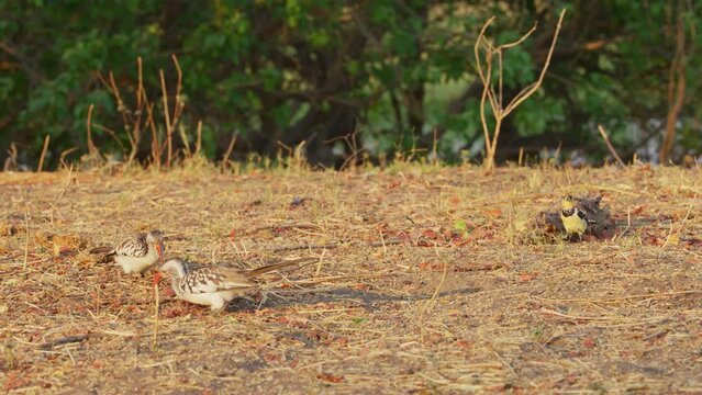 A red-billed hornbill (Tockus erythrorhynchus) and crested barbet (Trachyphonus vaillantii) foraging together.