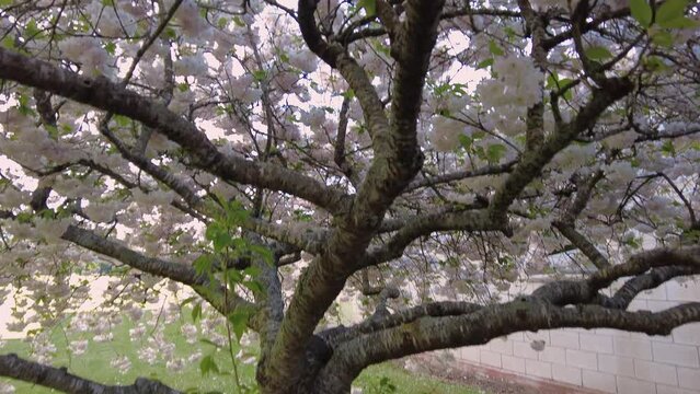 Spring Blossoms on trees in the South Island, New Zealand