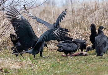 Vultures eating dead carcass