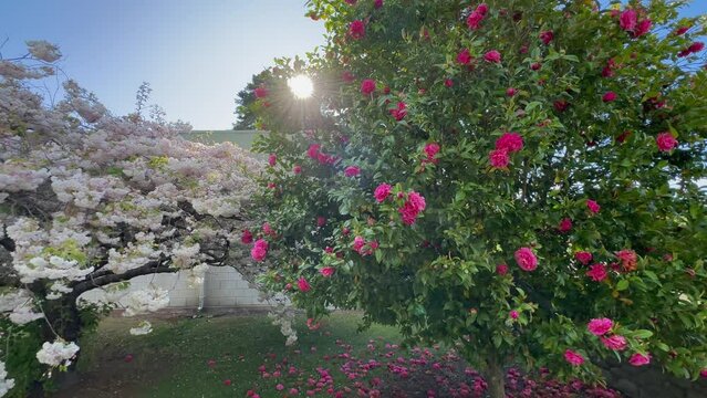 Spring Blossoms on trees in the South Island, New Zealand