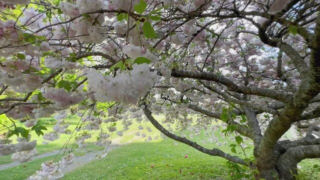 Spring Blossoms on trees in the South Island, New Zealand