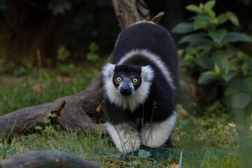 The black-and-white lemur