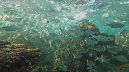Bigeye shad school of fish swimming around the coral reef in Hawaii under the ocean waves.