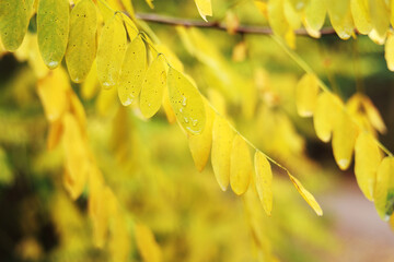 Close up of acacia bright yellow leaves with rain drops moving on wind. Water drops of morning dew...