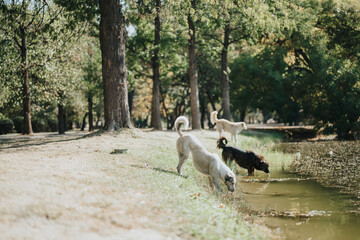 Carefree Weekend: Friends Enjoying Playful Time with Dogs in the Sunny Park