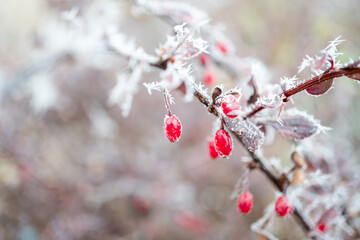 Owoce głogu pokryte śniegiem, zimowe klimaty. - obrazy, fototapety, plakaty