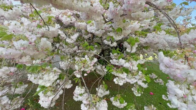 Spring Blossoms on trees in the South Island, New Zealand