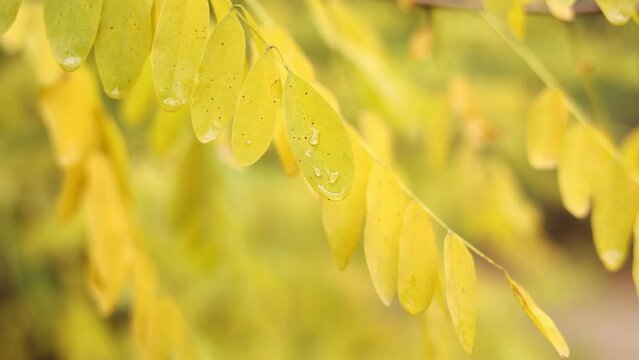 Close up of acacia bright yellow leaves with rain drops moving on wind. Water drops of morning dew on branches leaves of black locust tree. Robinia pseudoacacia. Nature autumn background.