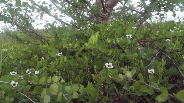 Dwarf cornel (Cornus suecia) lives in difficult Arctic conditions on the shores of the Barents Sea. Betula pubescens as forest tundra community
