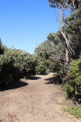 sandy path through coastal tea trees