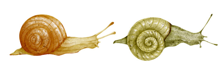 Set of watercolor snails. Vector graphics.