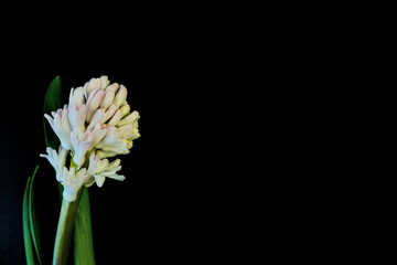 Flat Lay, postcard for death, funeral.  White hyacinth flowers on black background