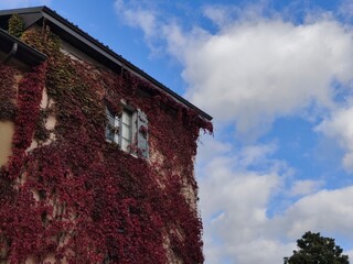 Autunno foglie rosse