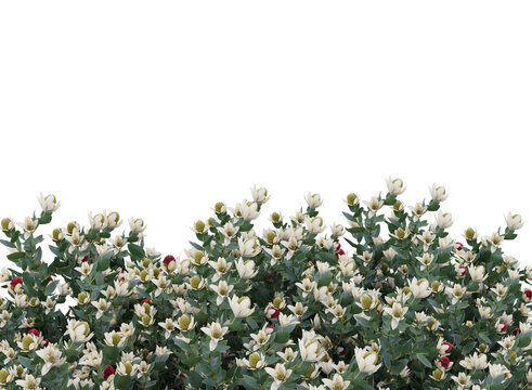 Fototapeta field of white flowers