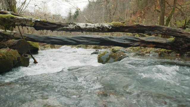 Breathtaking view of wild narrow mountain river flowing fast, washing mossy stones in bleak autumn forest on a gloomy day. Mysterious corners of nature. High quality 4k footage