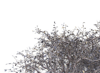 Various types of dried tree branches isolated