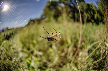 Araneus diadematus fisheye closeup macro photography, Summer, Toruń, Poland