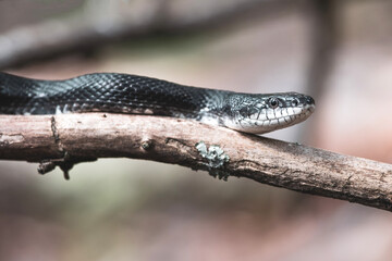 Eastern black rat snake on branch from Connecticut 