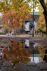 Rain-kissed autumn stroll beneath vibrant trees.