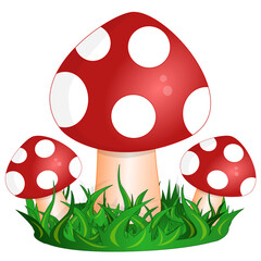 fly agaric mushrooms