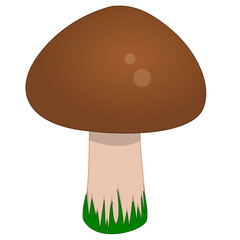 mushroom in grass