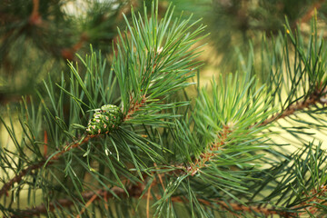 Coniferous trees in spring. Close up of cones and young shoots on the pine branches. Young buds with cones on spruce. Green long needles on a branch with cones.