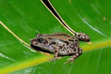 A cute Bubbling Kassina, or Senegal running frog (Kassina senegalensis) on a large green leaf near a pond on a warm summer's evening