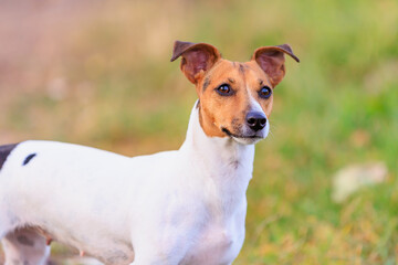 A cute Jack Russell Terrier dog walks in nature. Pet portrait with selective focus and copy space