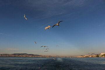 Fototapeta na wymiar Seagulls flying over the Marmara Sea, as seen from the ferry at sunset, in Istanbul, Turkey.