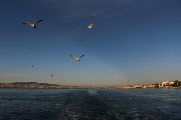Seagulls flying over the Marmara Sea, as seen from the ferry at sunset, in Istanbul, Turkey.