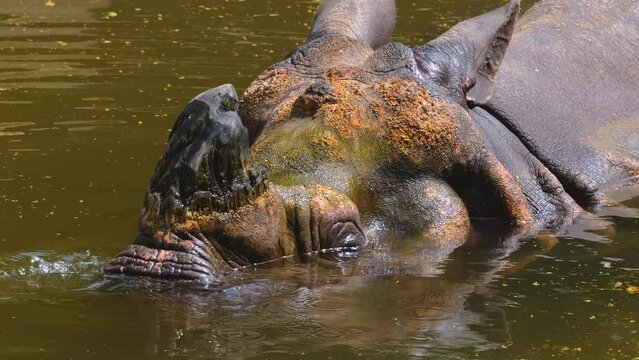 Close up of a rhino head resting in a lake and blowing bobbles.