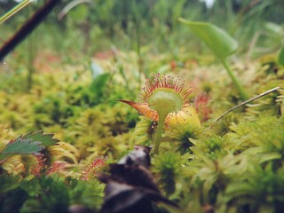 Carnivorous sundew plant close up image