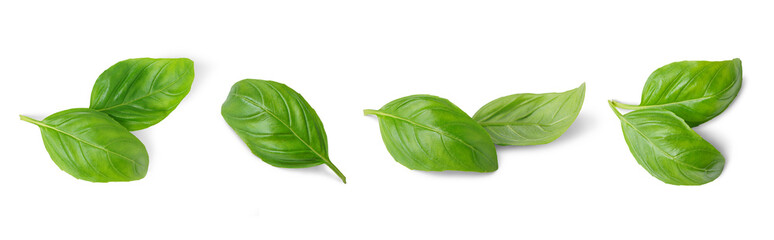 Basil leaves isolated on white, transparent background, PNG. Set, collection of different position basil green fresh leaves. Healthy eating, aromatic herb, food ingredient, spice for culinary