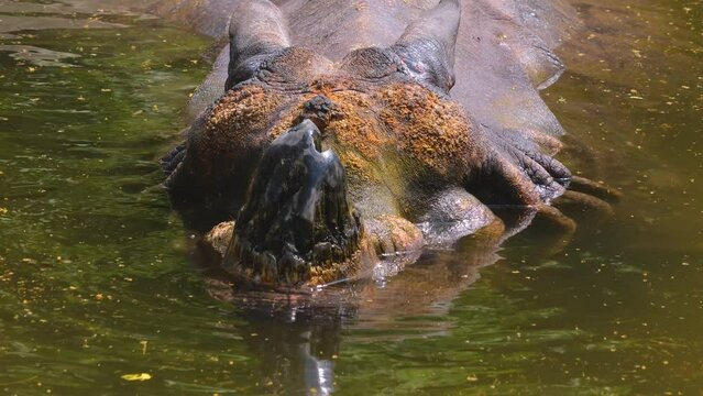 Close up of a rhino head resting in a lake and blowing bobbles.