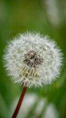 Fototapeta premium dandelion head