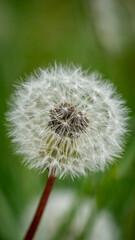 dandelion head