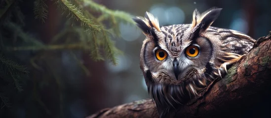 Poster In the majestic forests of Europe, an owl perched on a tree branch, its stunning beauty and natural grace captured in a portrait-like face with piercing eyes and a captivating beak, showcasing the © AkuAku