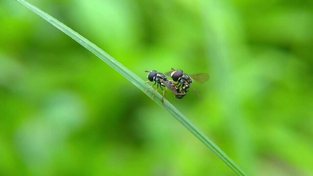 A pair of Paragus haemorrhous or black-backed grass skimmers mating on a leaf