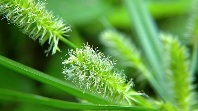 Flower petals of the Cyperus Strigosus plant