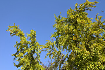 green and yellow leaves against blue sky in sunny afternoon day