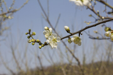 Apricot flower on nature background