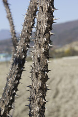 close up Kalopanax septemlobus branch with prickle.