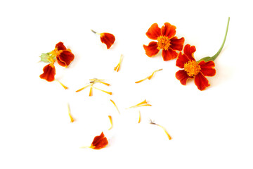 red Tagetes patula flower isolated on white background