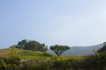 It is a hill with trees.