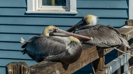 Two brown pelicans resting on the railing of the Oceanside Pier, Southern California