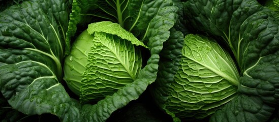 In the lush garden, the leaves of the cabbage plant showcased their vibrant green hue, creating a stunning texture of autumn colors, and promising a bountiful harvest of nutritious vegetables rich in