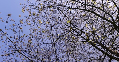 a flowering maple tree in the spring season, a spring park
