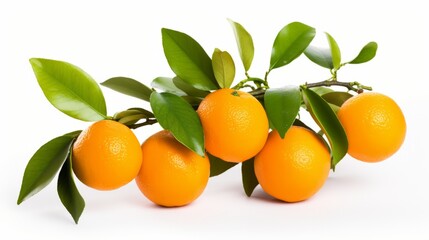 Citrus Elegance. Orange Fruits and Lush Green Leaves Isolated on White Background